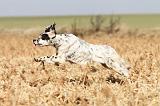 SETTER ANGLAIS 123